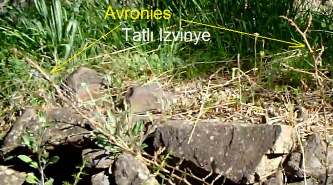 avronıes.2.tif