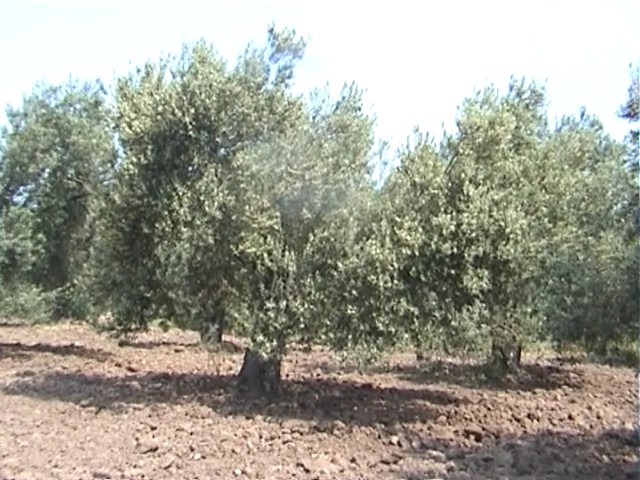 zeytin 23.jpg